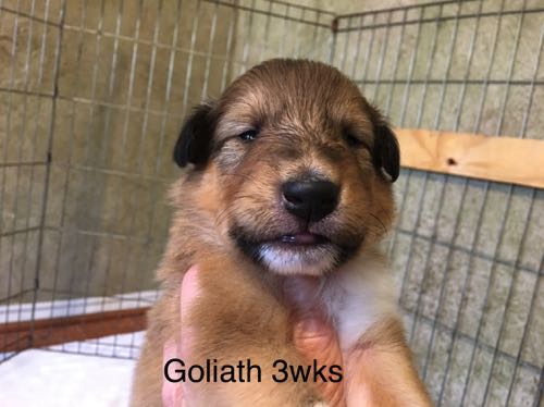 Goliath 3wk